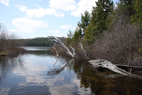 along Gilmour Creek in the Brent Crater in Algonquin Park