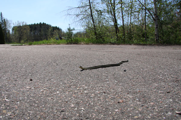 garter snake at headquarters area Petawawa Research Forest