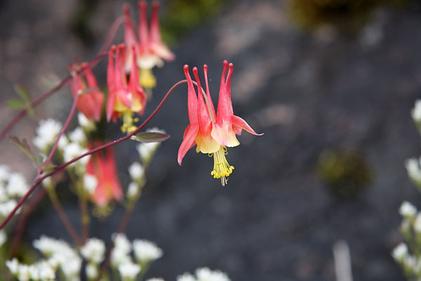  Aquilegia canadensis Wild Columbine