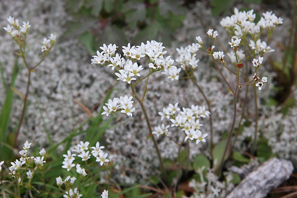 Saxifraga virginiensis Virginia Saxifrage