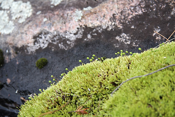 moss
