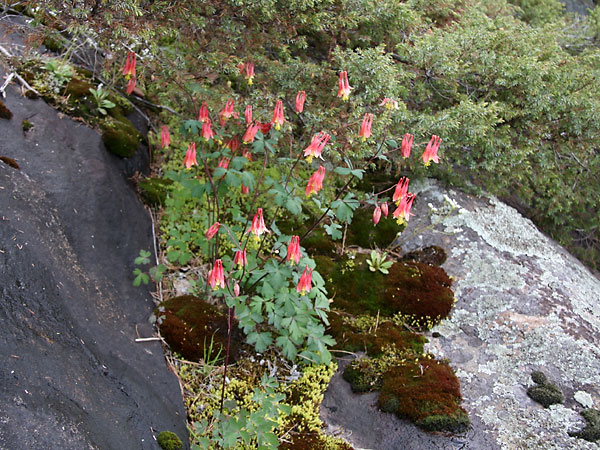 Aquilegia canadensis Wild Columbine