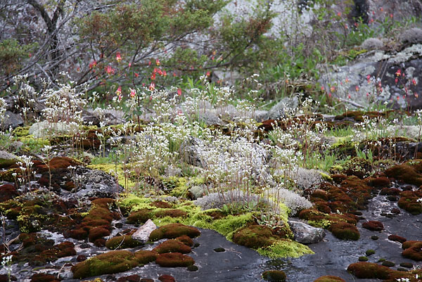 Wild Columbine Virginia Saxifrage granite and moss