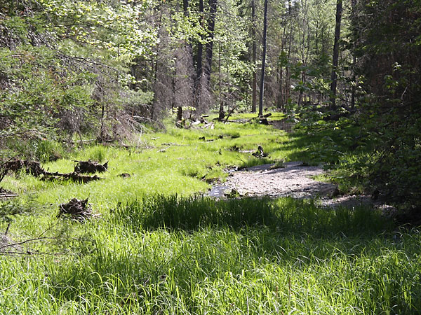 new beaver meadow in the Petawawa Research Forest