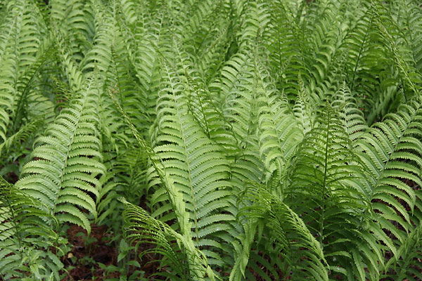 Ferns