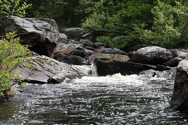 Cartier Creek in the Petawawa Research Forest
