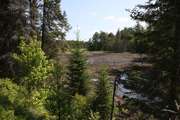 Empty Beaver Pond along Young Lake Road in the Petawawa Research Forest