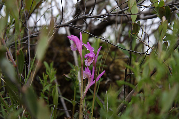 Arethusa bulbosa Dragons Mouth Swamppink