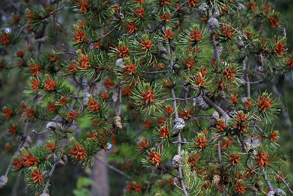 Jack Pine Flowers