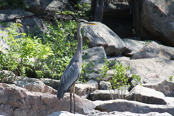 Great Blue Heron on the Quebec shore of the Ottawa River near Point Alexander