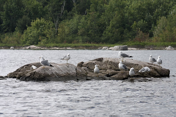 Gulls off Tack Point on the Ottawa River near Deep River