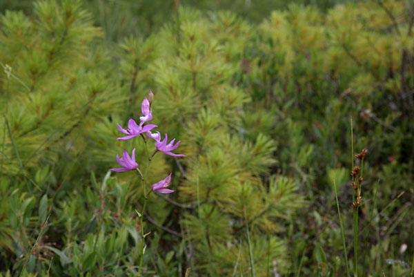  Calopogon tuberosus Tuberous Grasspink eastern Algonquin Park
