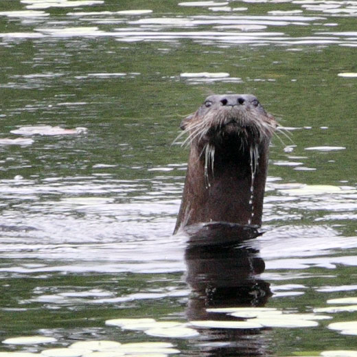 river otter Lontra canaadensis in Algonquin Park