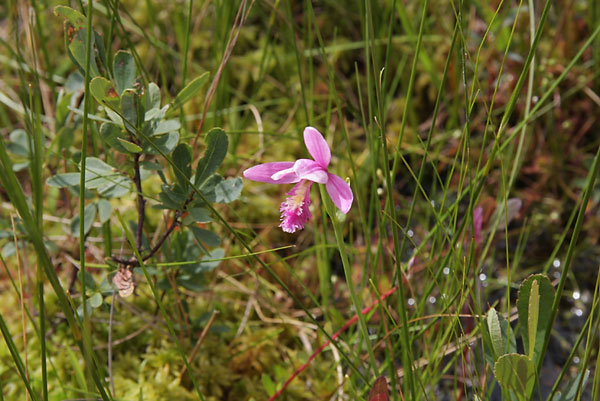 Pogonia ophioglossoides Rose Pogonia eastern Algonquin Park