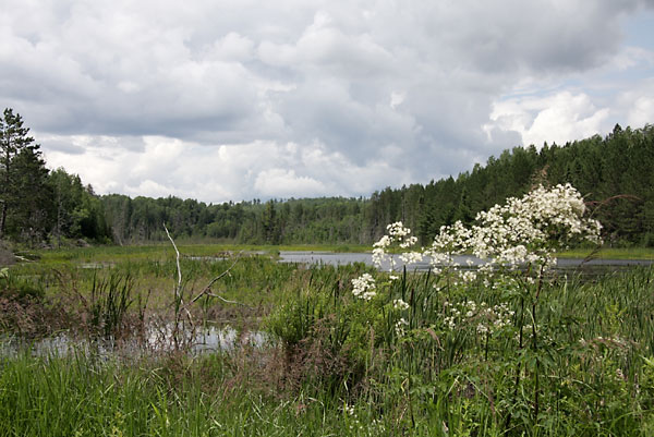 MeadowRue along the WylieBronson Road