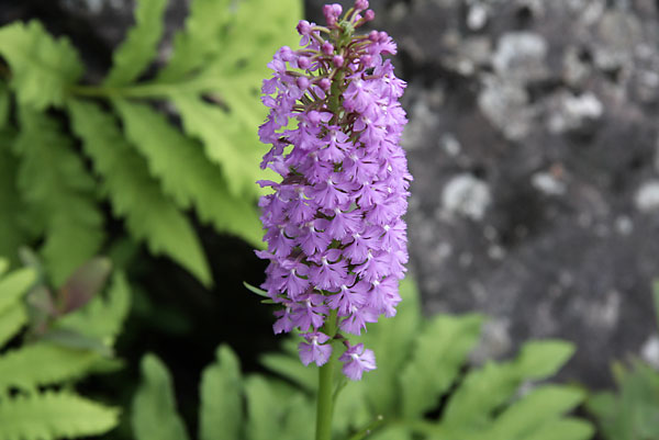 Platanthera psycodes Small Purplefringed Orchid eastern Algonquin Park