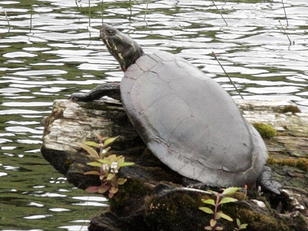 Painted Turtle on North Depot Lake in Algonquin Park