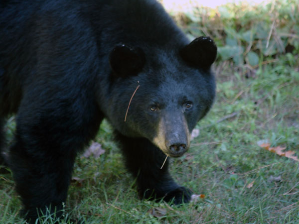 Black bear in back yard