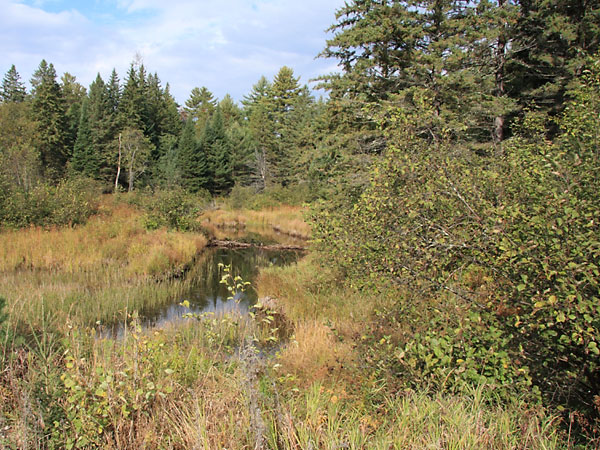 Basin Creek at Basin Depot in Algonquin Park