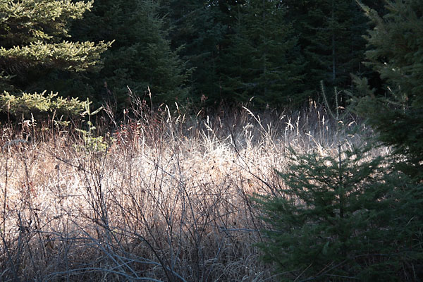 At the 19th century sawlog camp along the Big Pines Trail in Algonquin Park