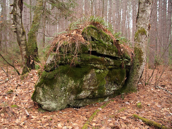 glacial erratic in the Petawawa Research Forest