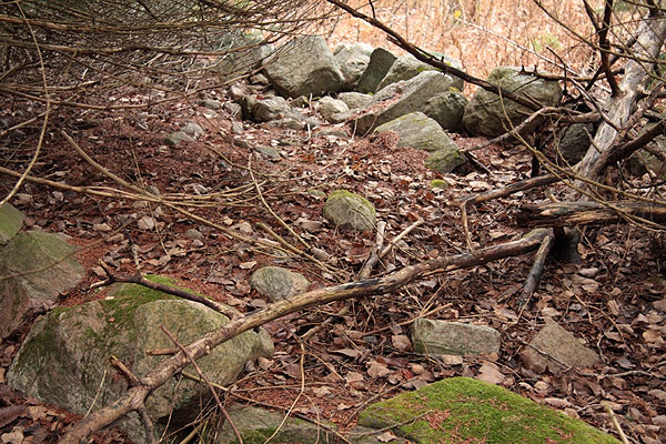 exploring stone fences in the Petawawa Research Forest