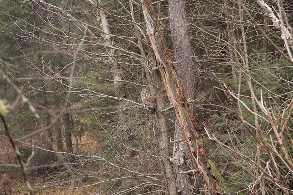 barred owl in the Petawawa Research Forest