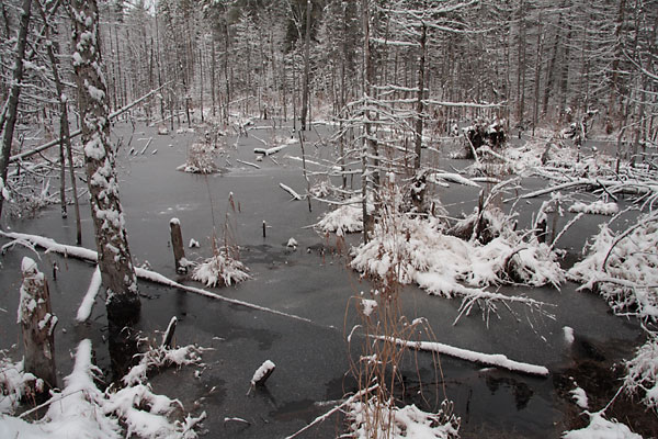 Unnamed Creek in the Petawawa Research Forest freezing up