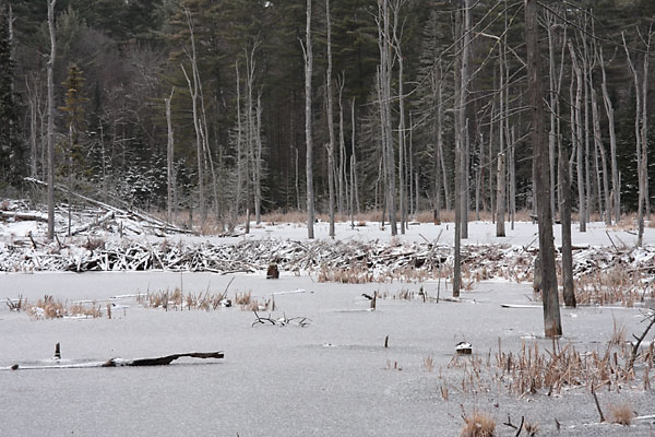 Beaver dam in the Petawawa Research Forest