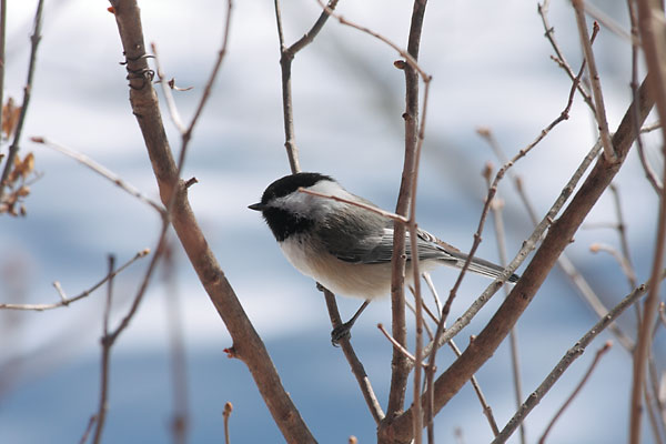 blackcapped chickadee