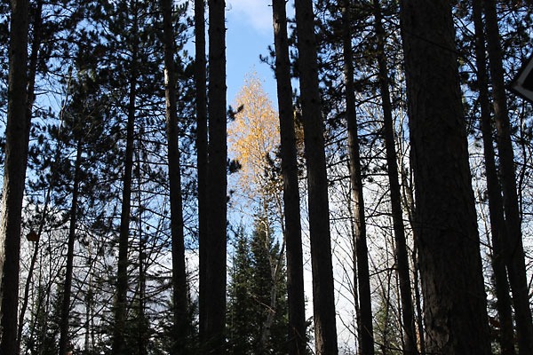 Beech tree along Branstead Road in the Petawawa Research Forest