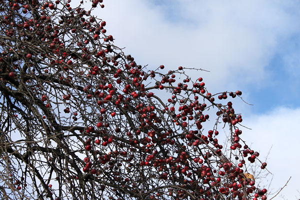 Crab apple tree in downtown Deep River