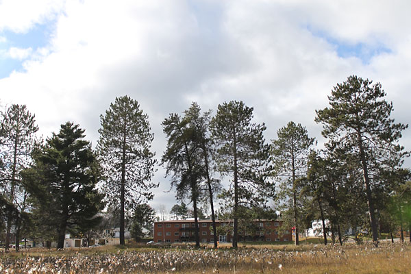 Pine Trees and Milkweed in downtown Deep River