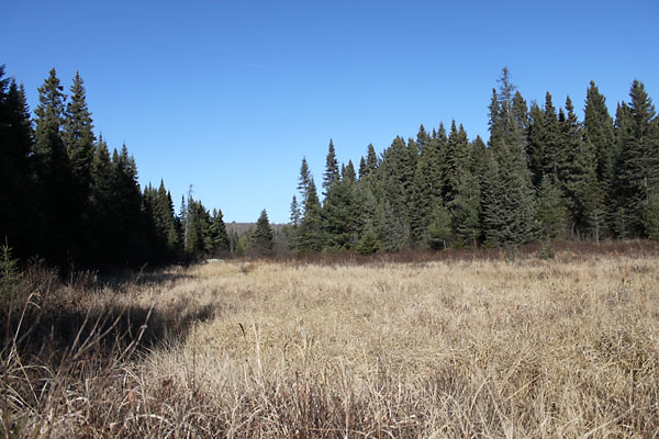 rocks and roots along the Big Pines Trail in Algonquin Park
