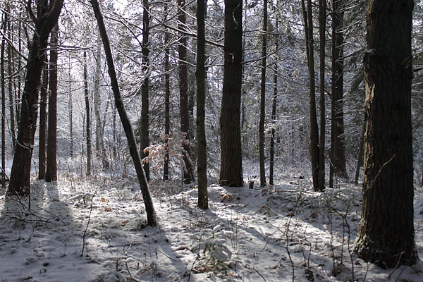 Backlit trees in snowy Point Alexander