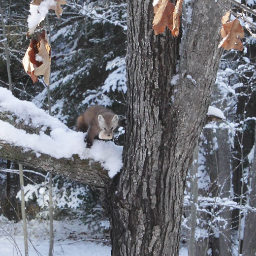 Martes americana American Maerten  Pine Marten