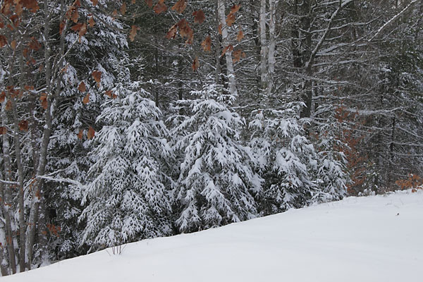 Snowy Point Alexander