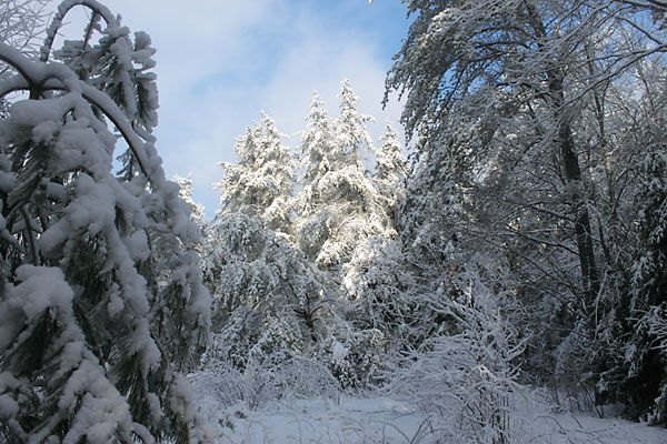 snow covered jack pines in the sunlight