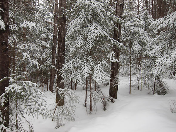 Balsams in snow in the Petawawa Research Forest