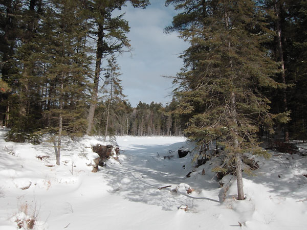broken beaver dam in the Petawawa Research Forest