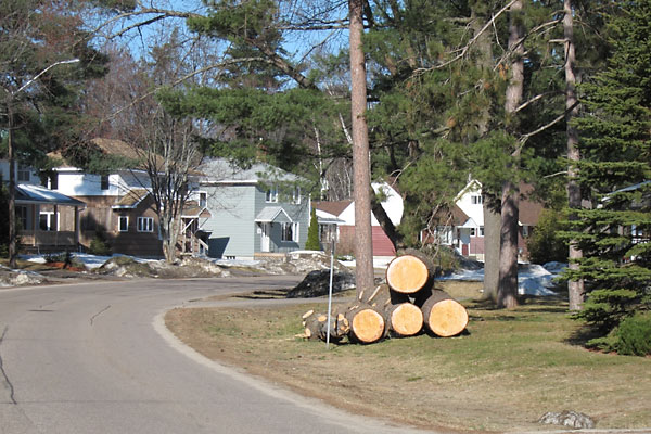 large white pine logs in Deep River