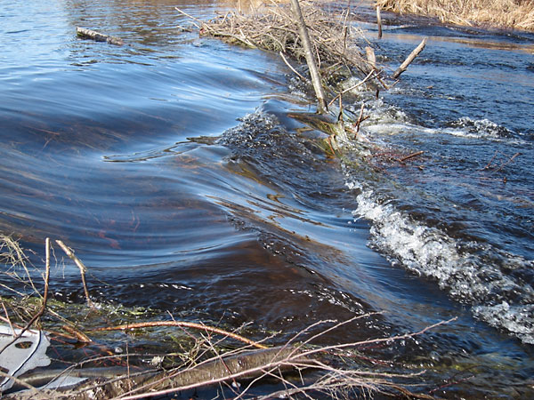 beaver dam on the Chalk River