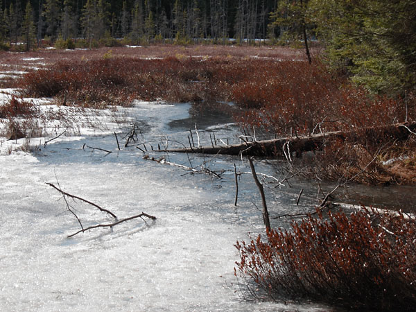beaver pond along the Young Lake Road in the Petawawa Research Forest