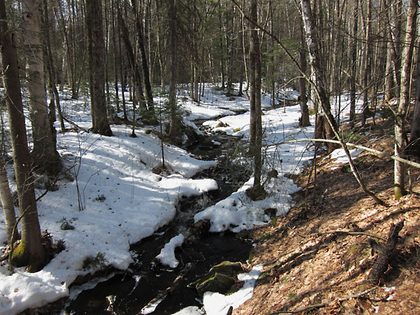 stream along the Young Lake Road in the Petawawa Research Forest