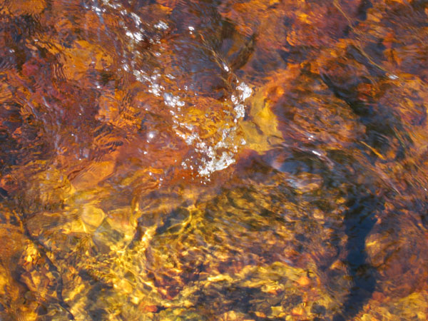 golden water in the Petawawa Research Forest
