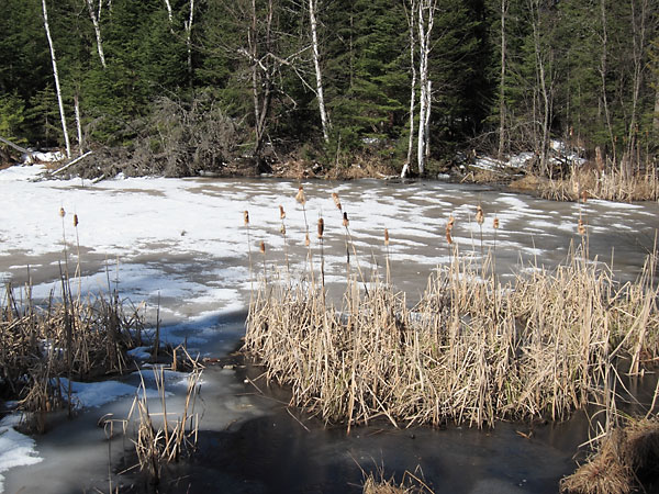 cattails in the Petawawa Research Forest