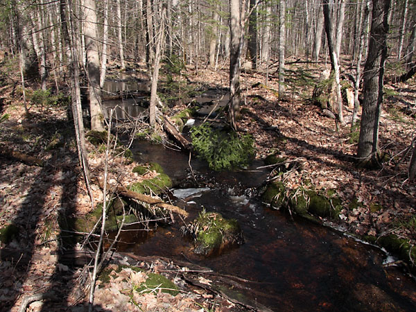 small stream in the Petawawa Research Forest in early spring