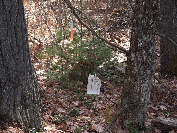 Unidentified sampler in the Petawawa Research Forest