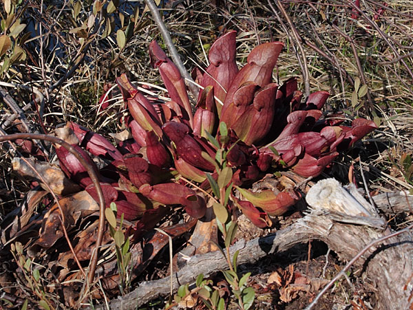 Sarracenia purpurea Northern Pitcherplant