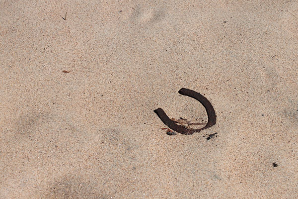 horshoe in the sand on the shore of Gilmour lake in Algonquin Park